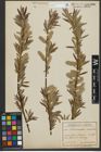 Foto von Salix purpurea L. x Salix viminalis L.